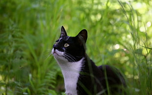 black and white cat staring upward surrounded by tall green grass during daytime